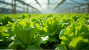 Transformando el Crecimiento de la Lechuga: El Impacto Notable de las Microalgas